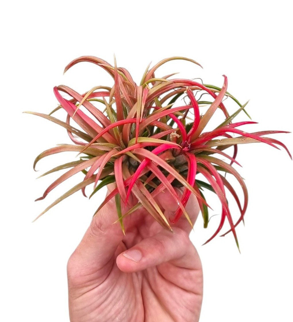 Tillandsia ionantha 7cm 10cm Pot
