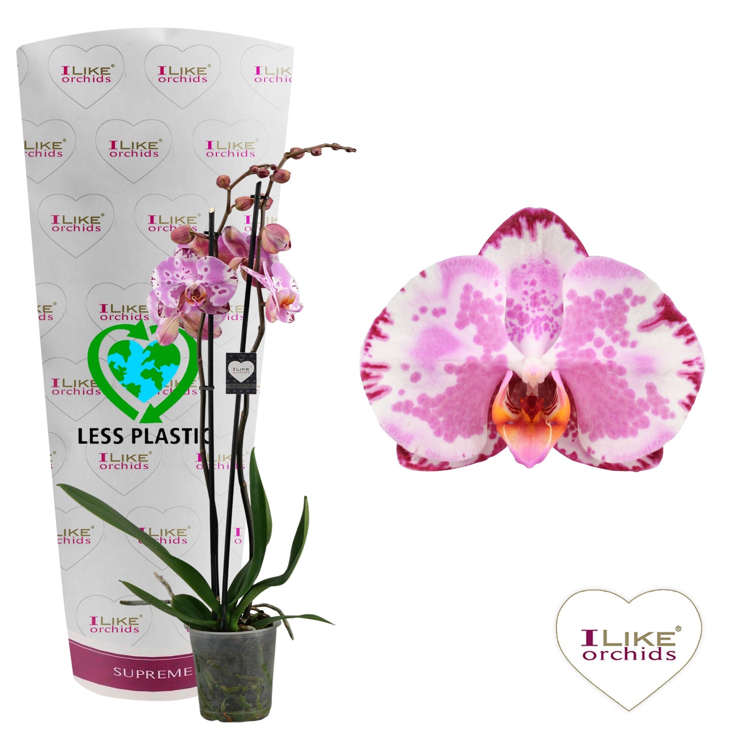 Phalaenopsis Ismaeli 75cm 12cm Pot