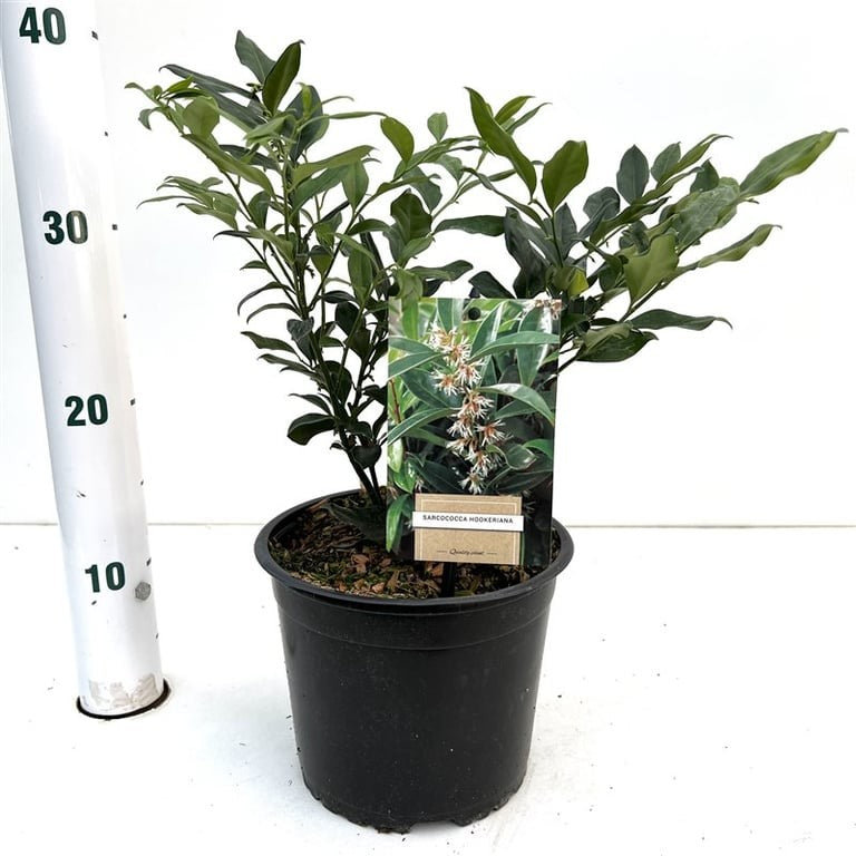 Sarcococca hookeriana mix 25cm 17cm Pot