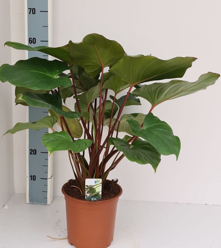 Homalomena Maggy 55cm 19cm Pot