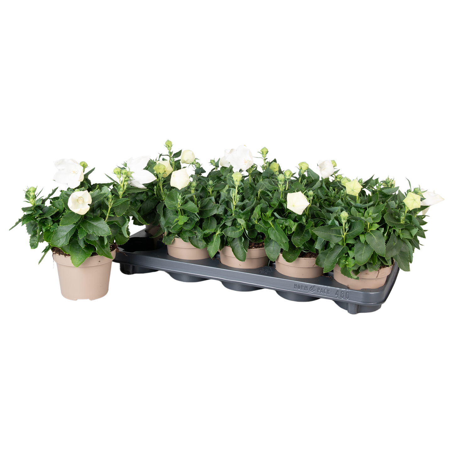 Platycodon graniflorus Astra White 25cm 12cm Pot