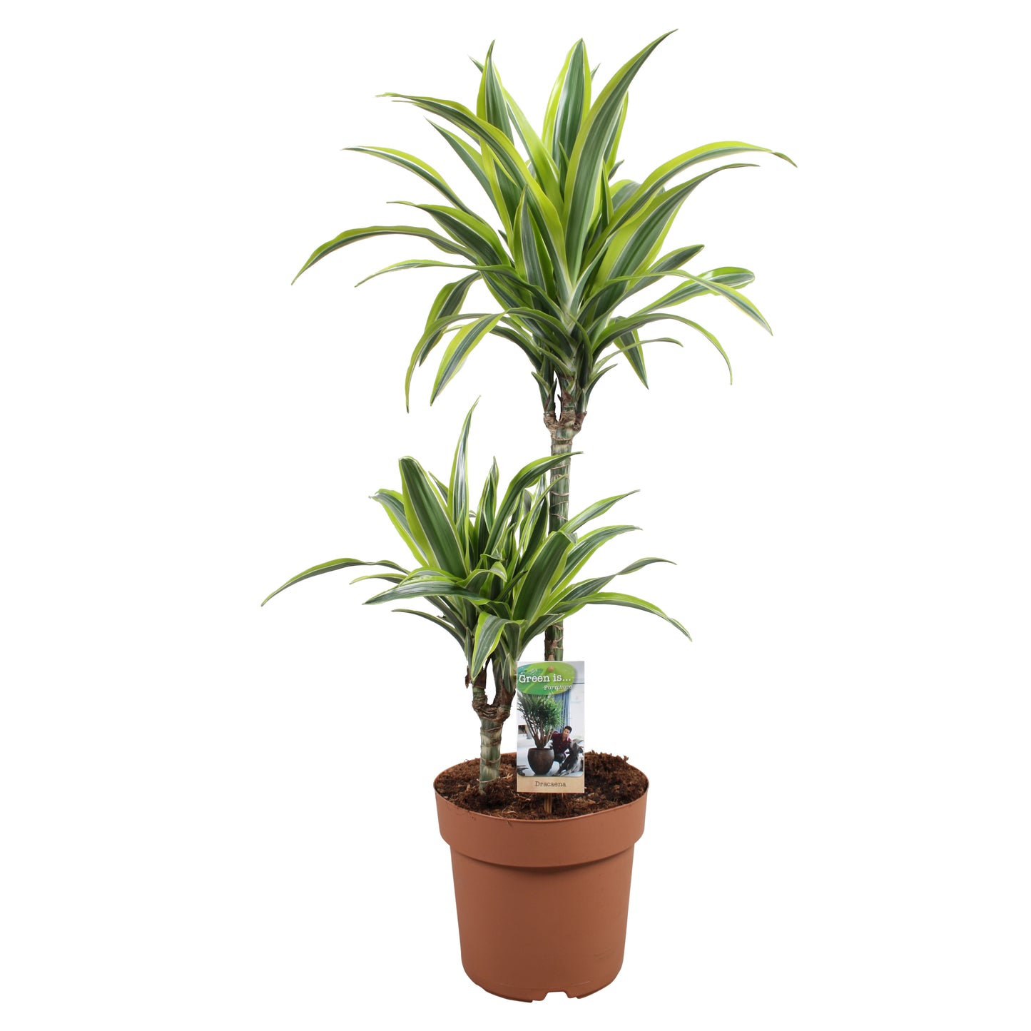 Dracaena fragrans Lemon Lime 85cm 21cm Pot