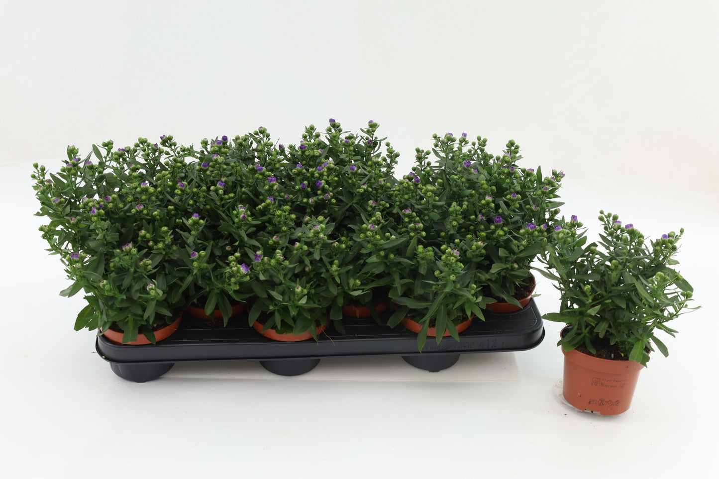 Aster nb. Starletta Blue 20cm 510cm Pot