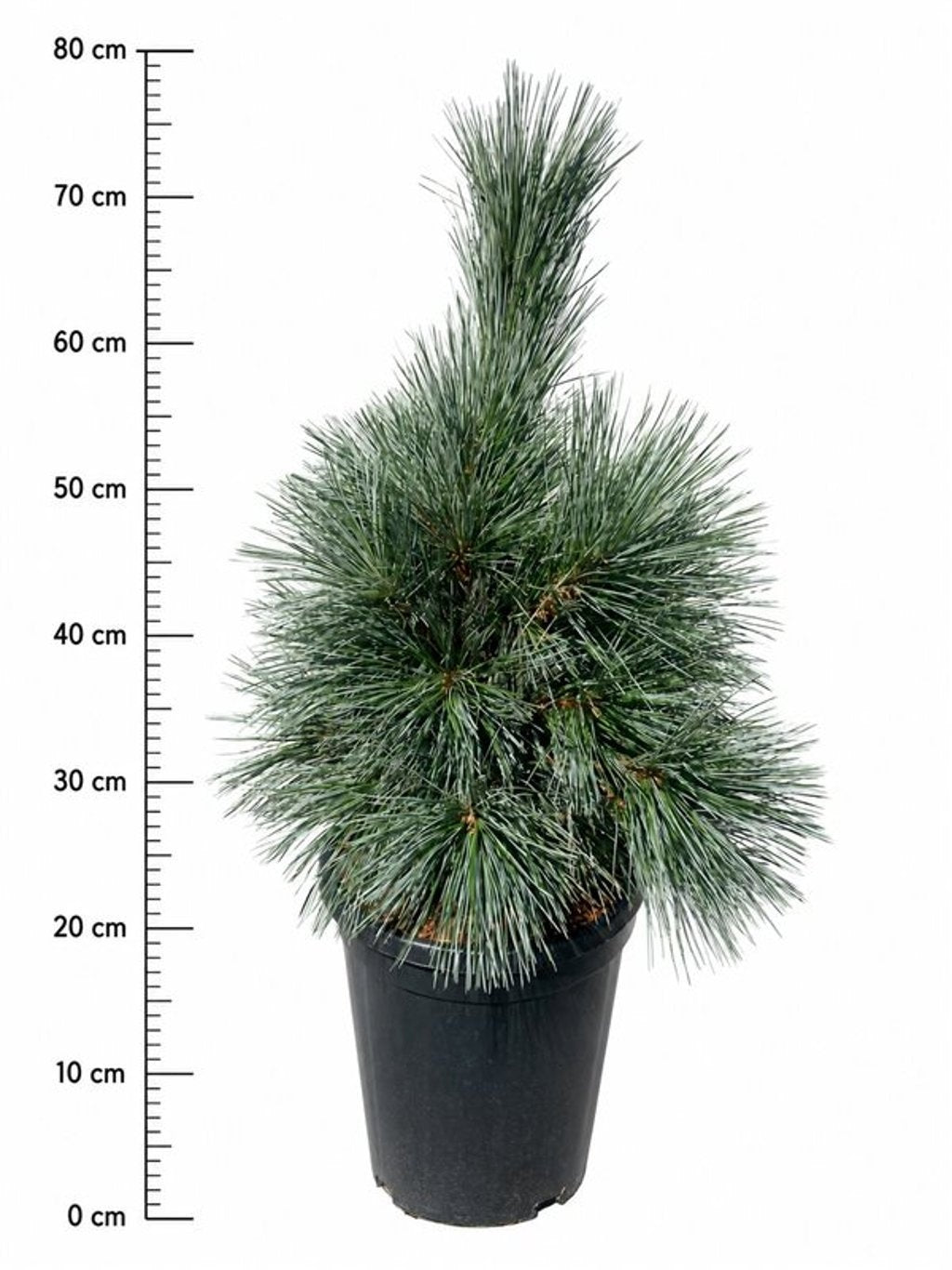 Bloemenkampen BV, Hkw. de Pinus flexilis Vanderwolf's Pyramid Pack of 1