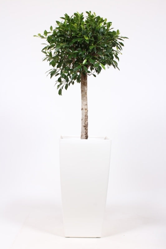 Ficus benjamina 180cm 40cm Pot