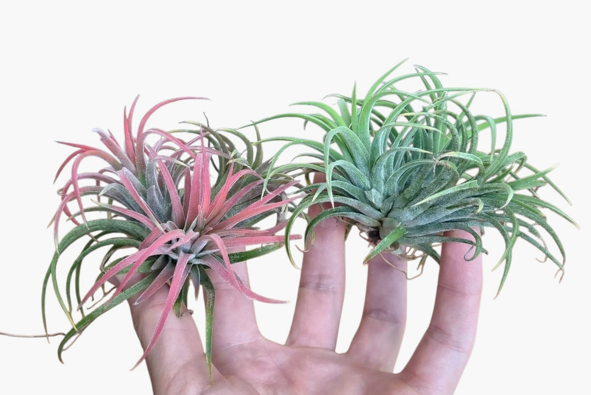 Tillandsia ionantha 7cm 10cm Pot