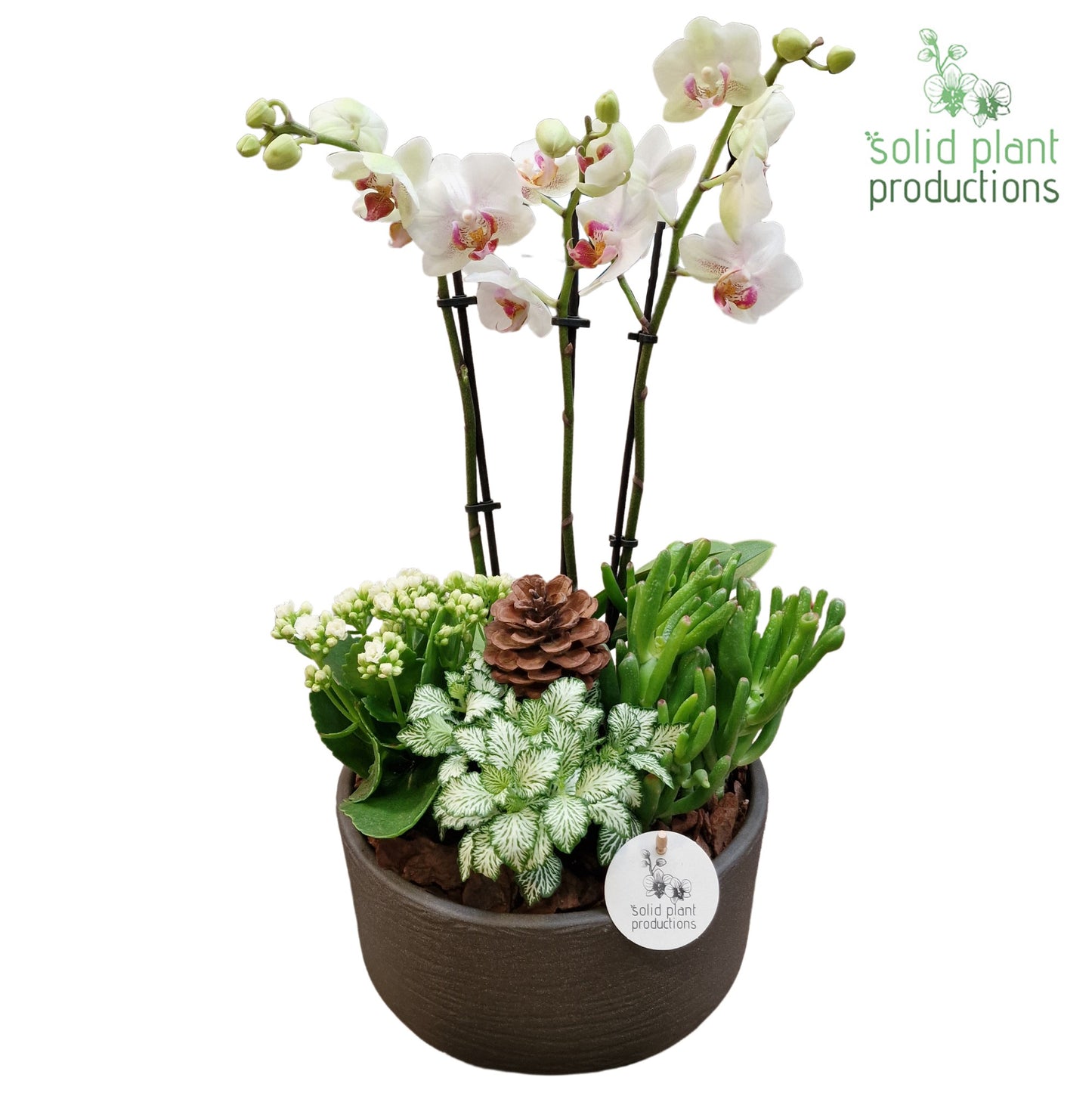 Solid Plant Productions PH004 Stella Grey Bark Pack of 2
