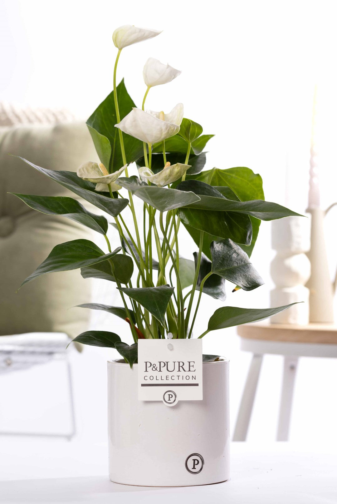 Anthurium andraeanum 45cm 12cm Pot