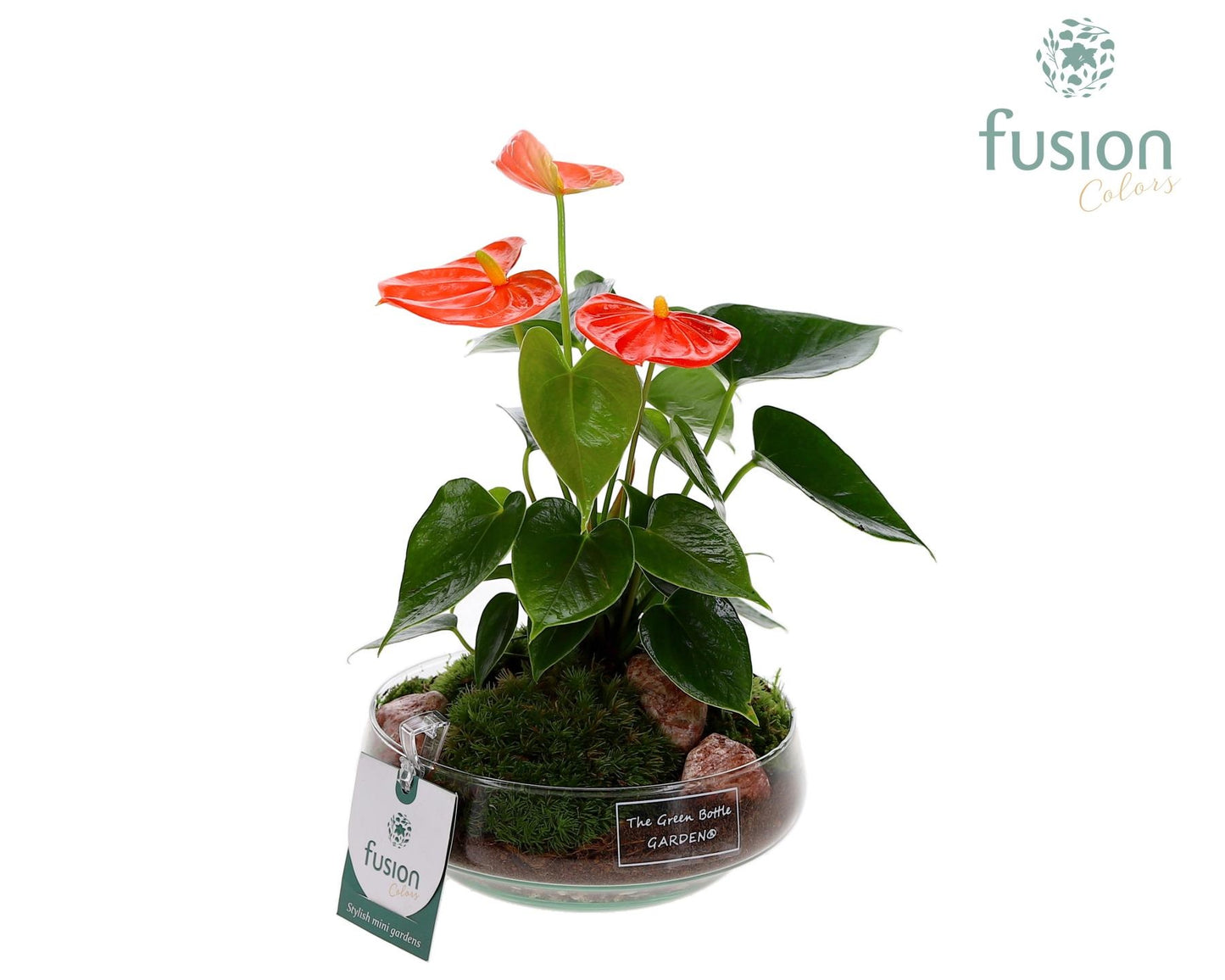 Green Bottle Iris Small met Anthurium 24 uur levertijd 20cm 15cm Pot