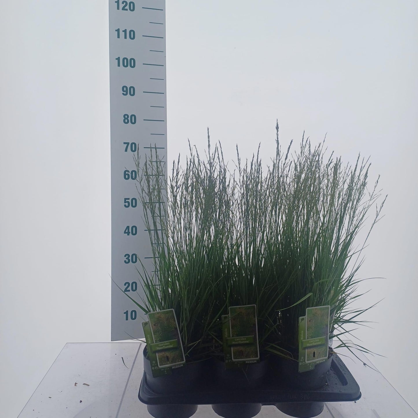 Molinia Moorflamme 65cm 17cm Pot