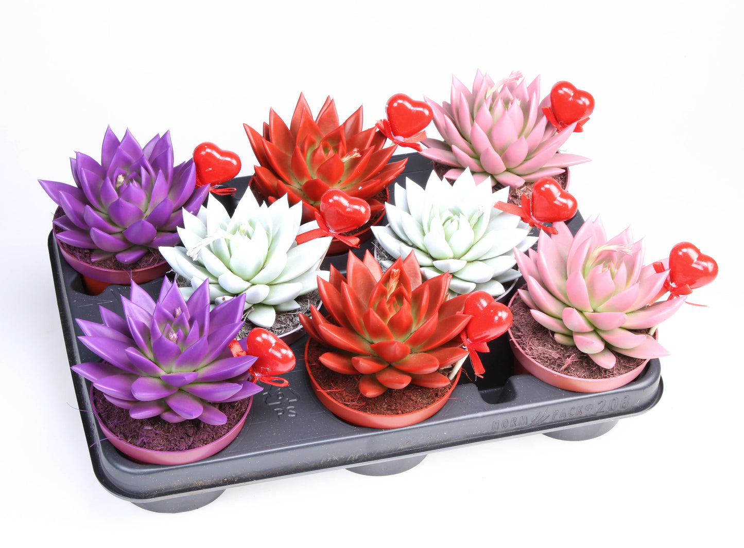 Euro Cactus Holland Bv Miranda rainbow + hartje Pack of 8