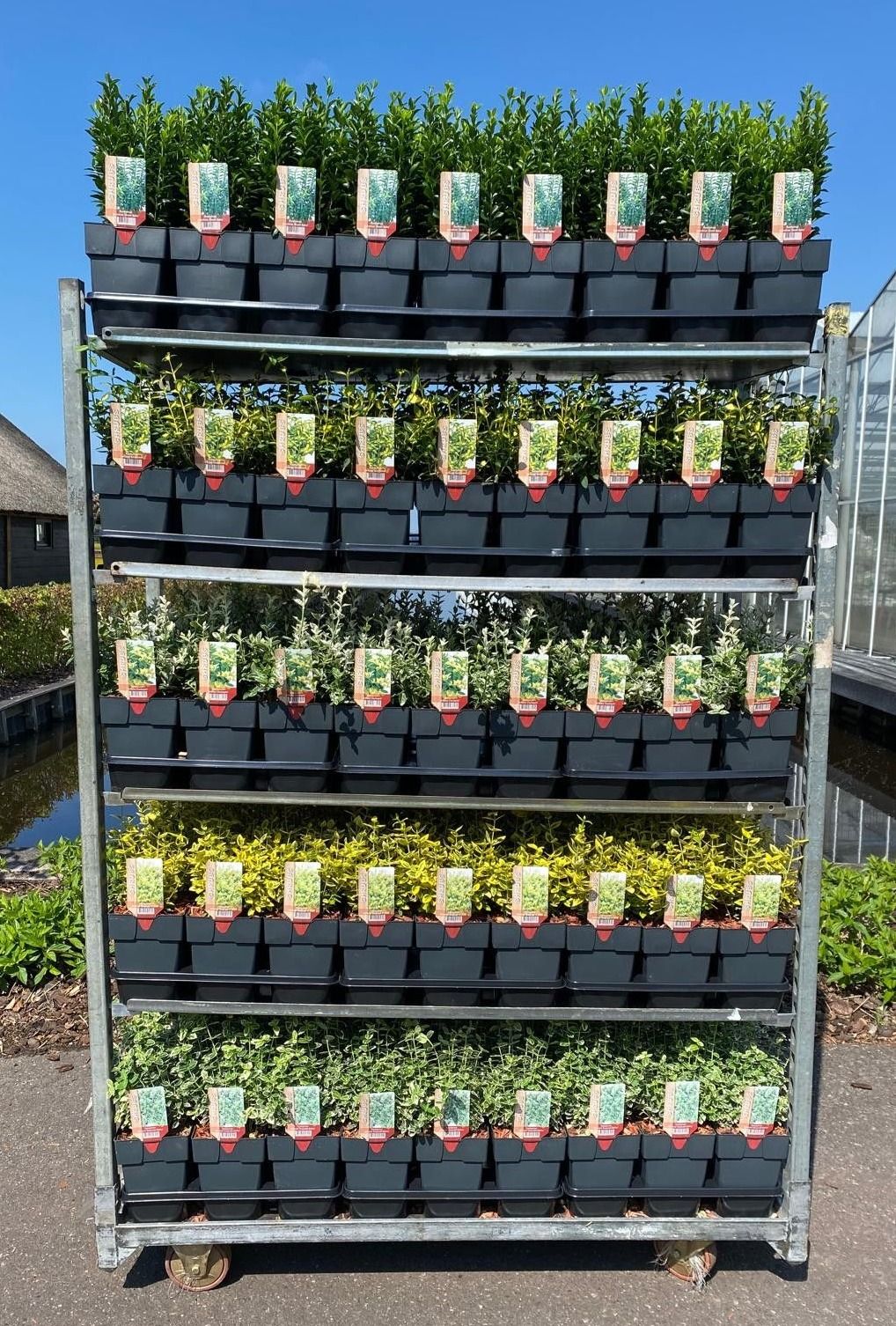 Euonymus mix 30cm 17cm Pot