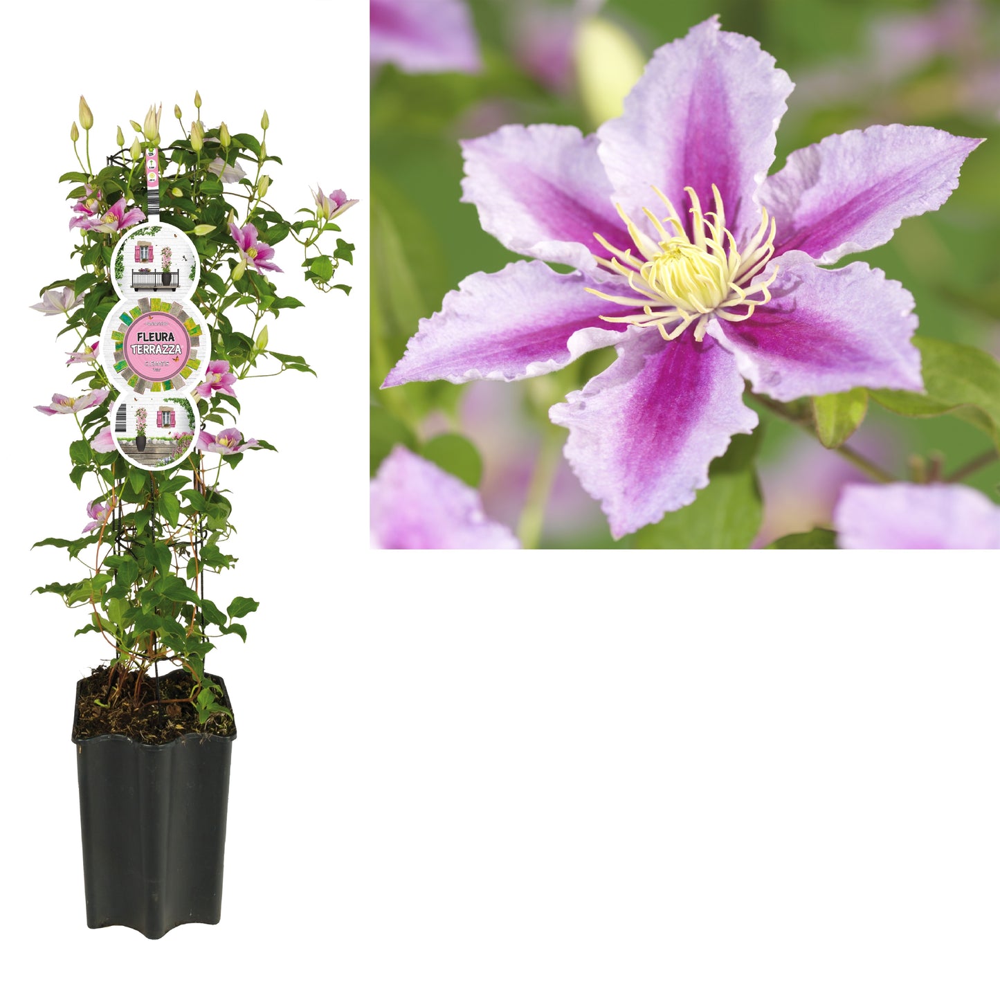 Clematis Piilu 75cm 19cm Pot