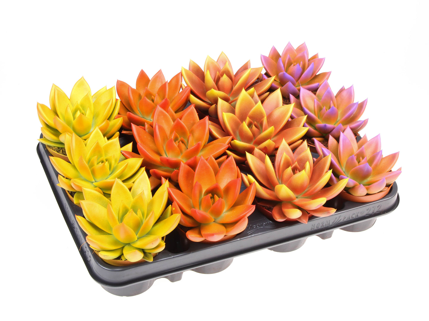 Rainbow bicolor 10cm 8.5cm Pot