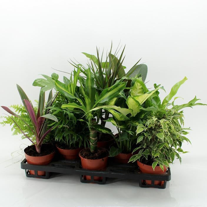 Z-10F Mixplanten Floratino 45cm 12cm Pot