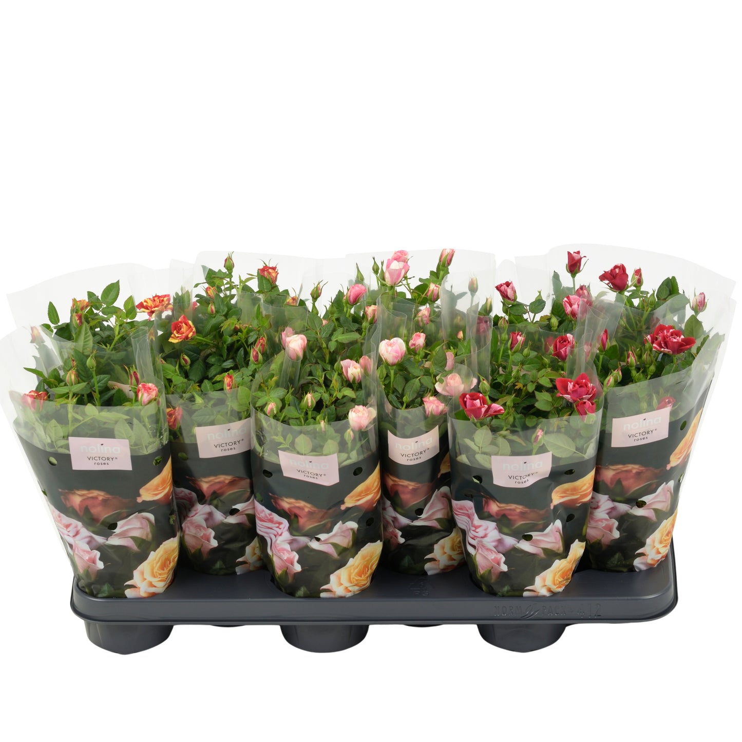 Roses Victory mix 28cm 510cm Pot
