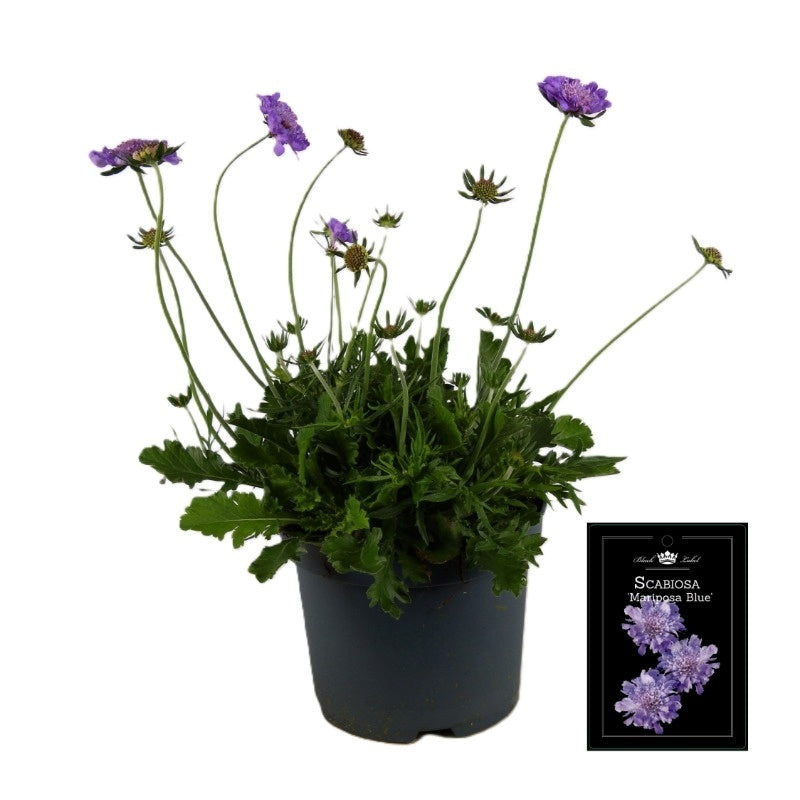 Scabiosa Mariposa Blue 55cm 19cm Pot