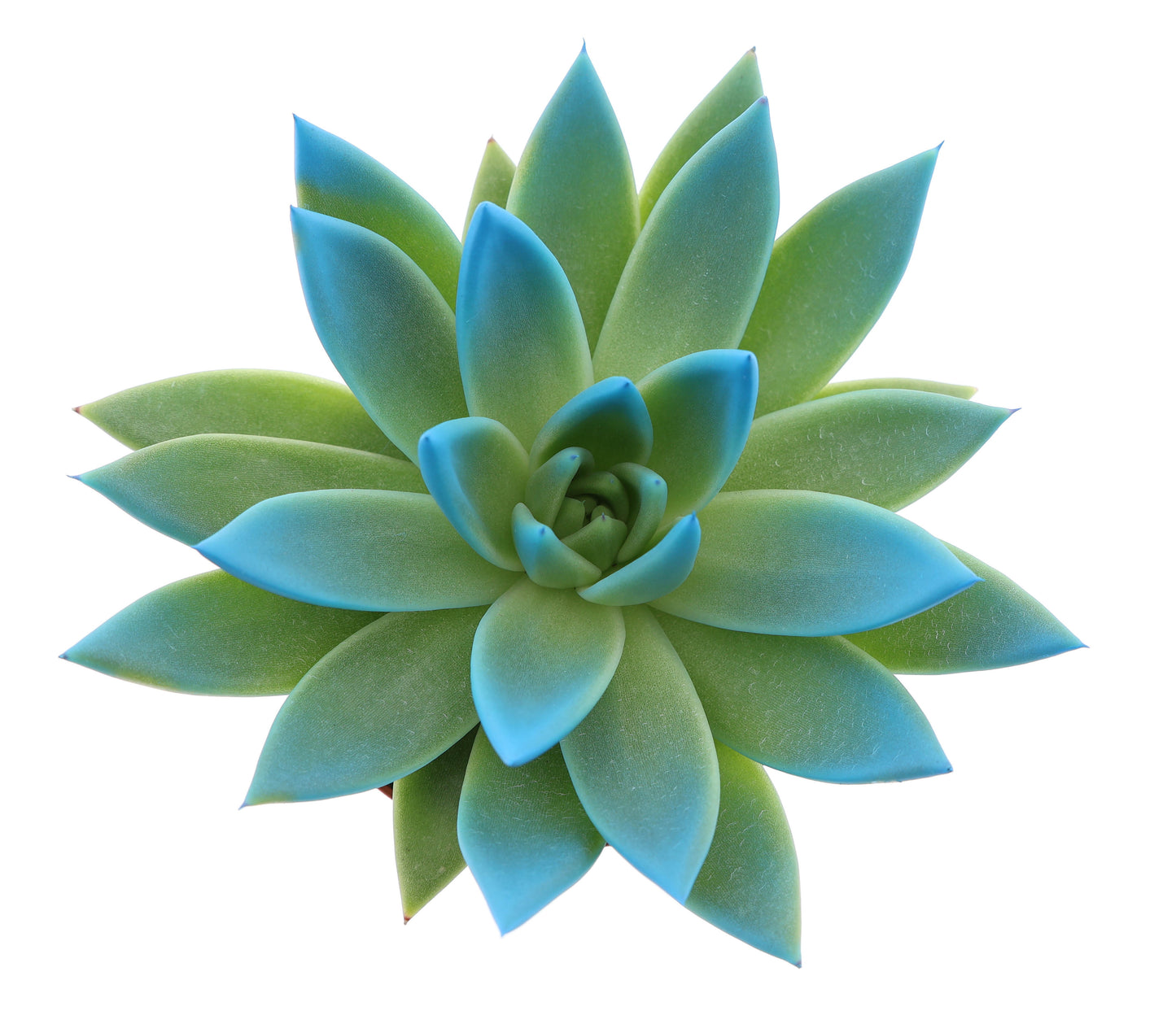 Miranda tips mint 10cm Special Pot (508)
