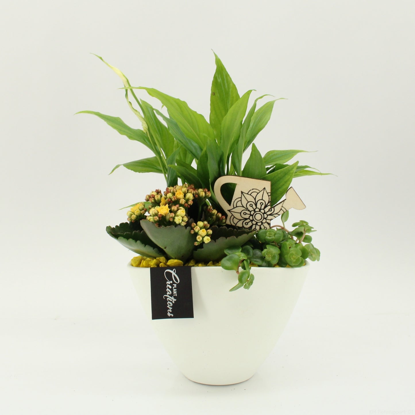 Indoor Flowering arrangement 35cm 18cm Pot