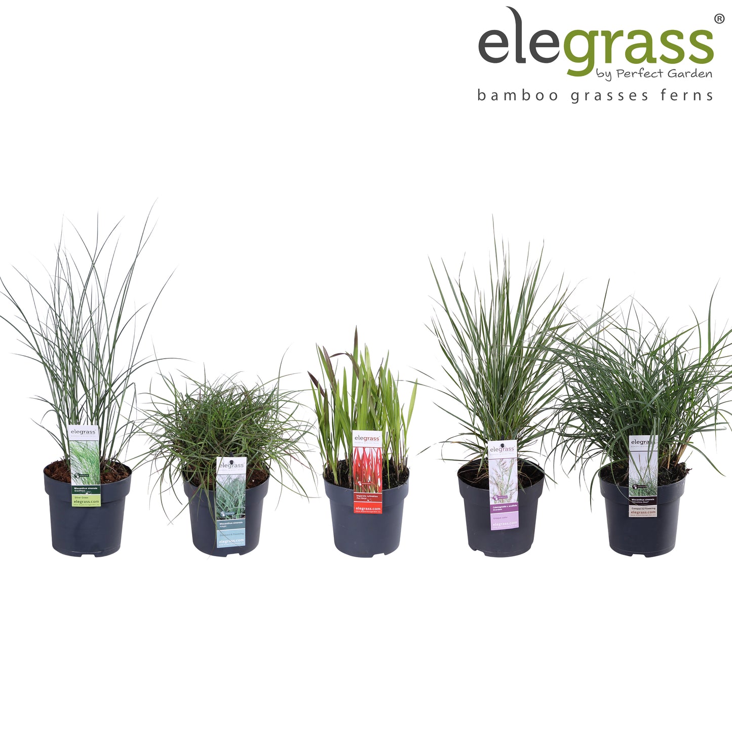 Miscanthus sinensis 30cm 14cm Pot
