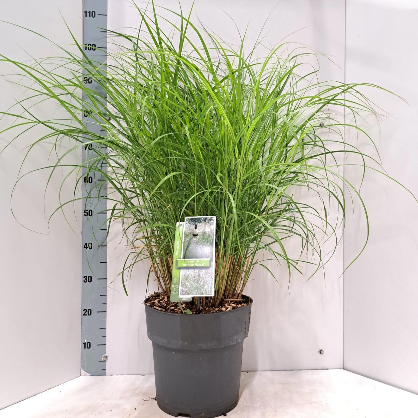Miscanthus sinensis 100cm 29cm Pot