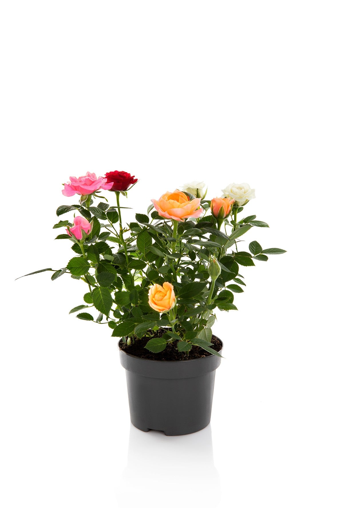 Rosa Kordana QuattRose 25cm 510cm Pot