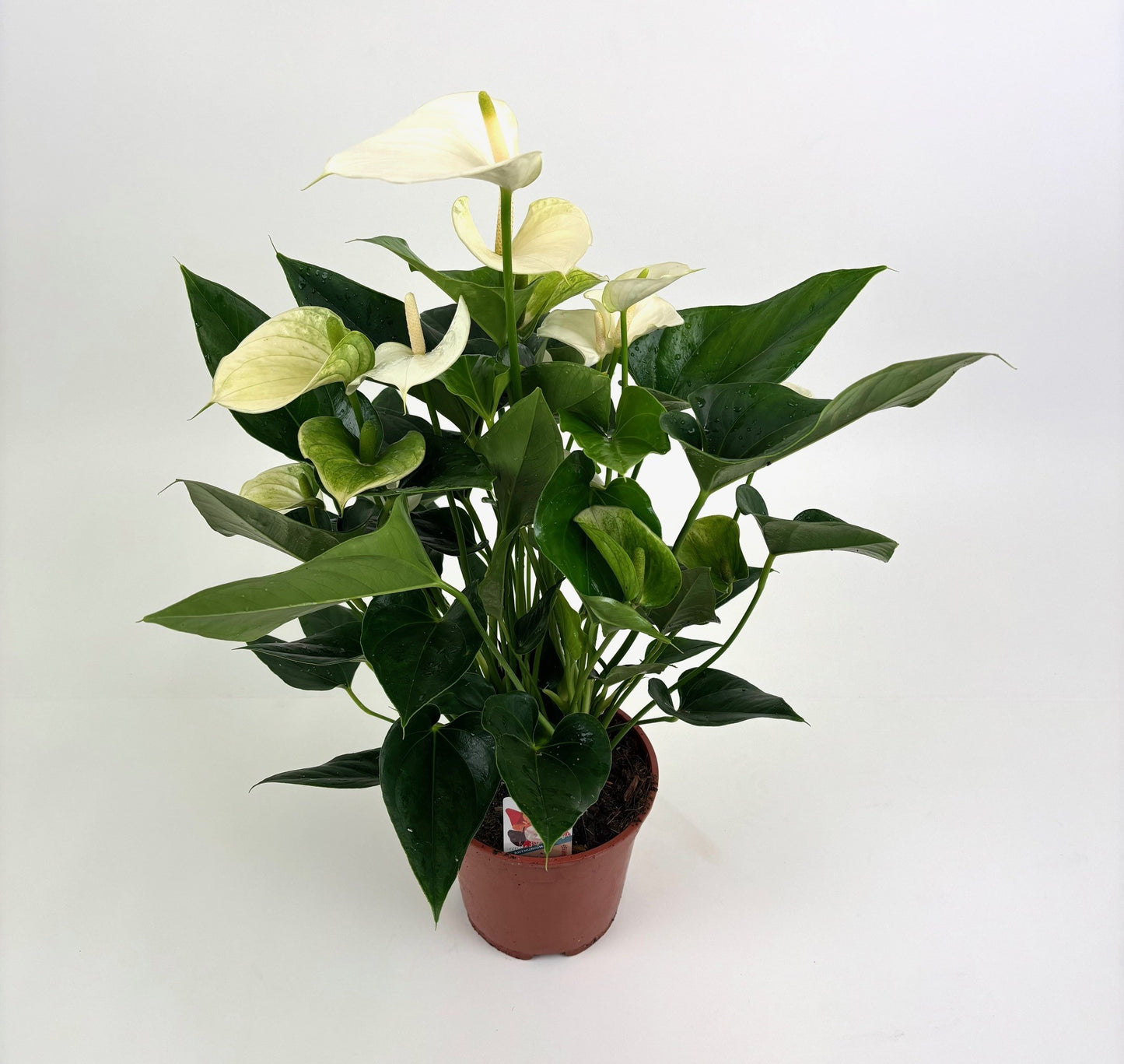 Anthogether Evanty Anthurium Pristino Pack of 6