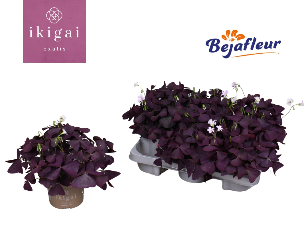 Oxalis Ikigai Mijke 20cm 12cm Pot