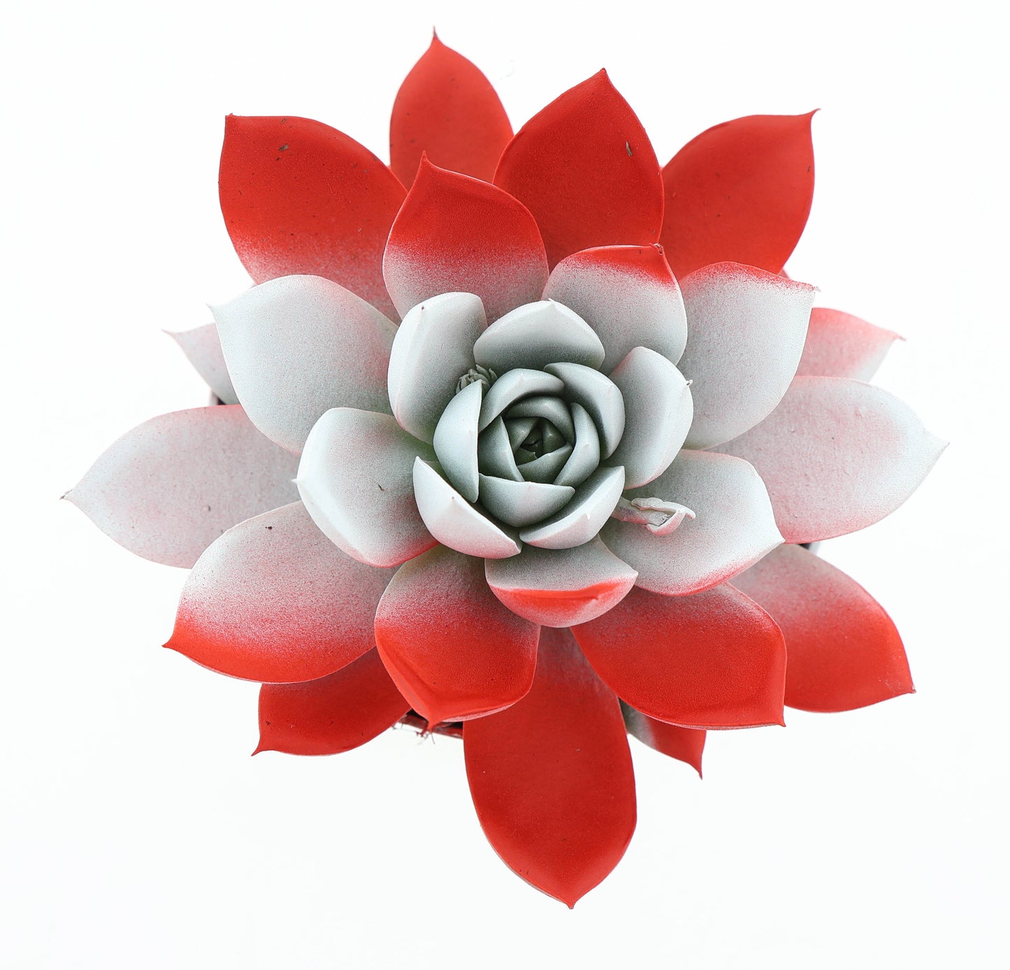 Rainbow Austria 10cm Special Pot (508)