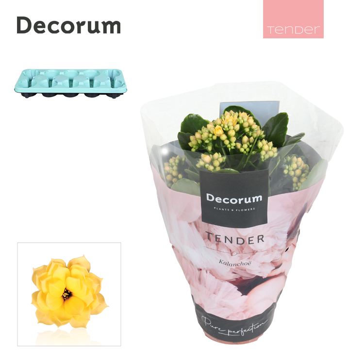 Kalanchoe Serenity Lemon 23cm 510cm Pot