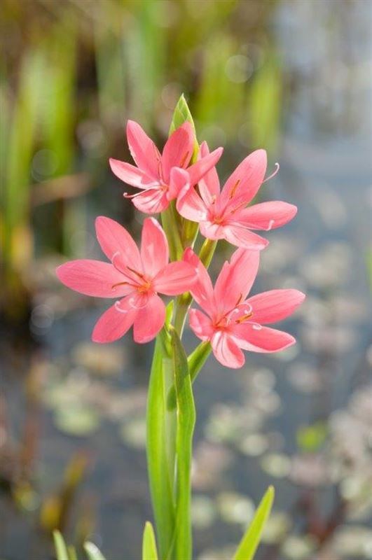 Waterplkw R. Moerings Schizostylis coccinea Mrs Hegarty Pack of 6