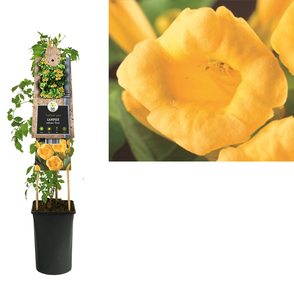 Campsis radicans Flava 75cm 17cm Pot