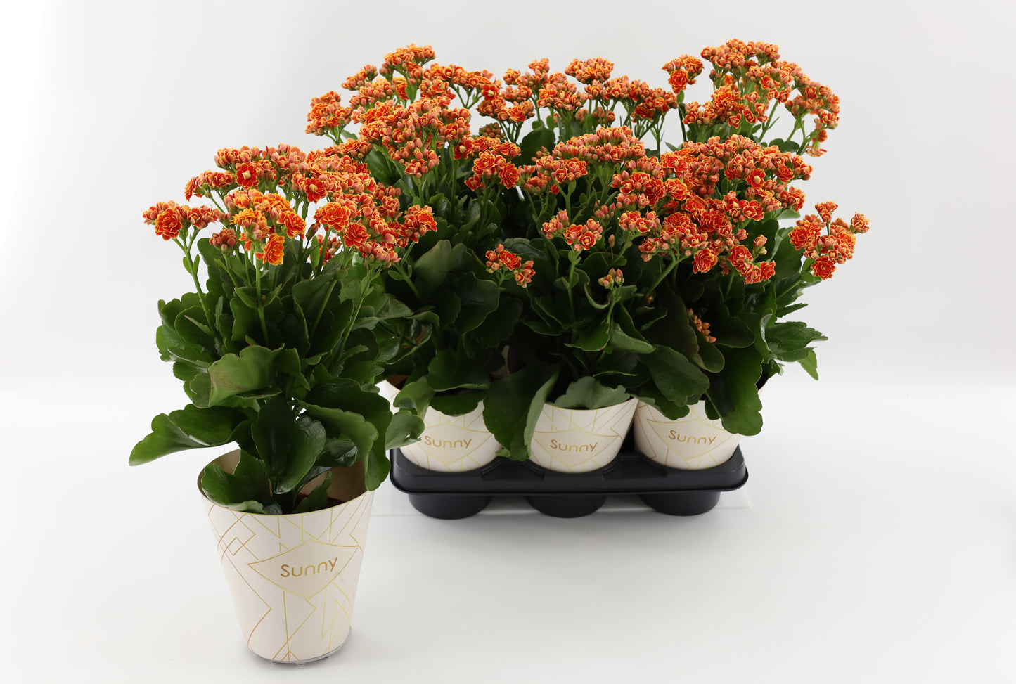 Kalanchoe Volcanic Orange 40cm 14cm Pot