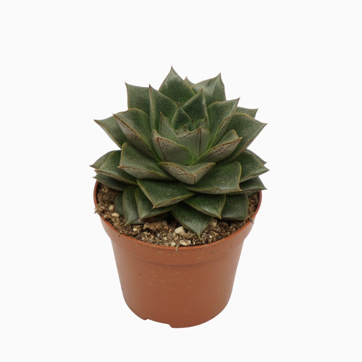 Echeveria Purpusorum 10cm 8.5cm Pot