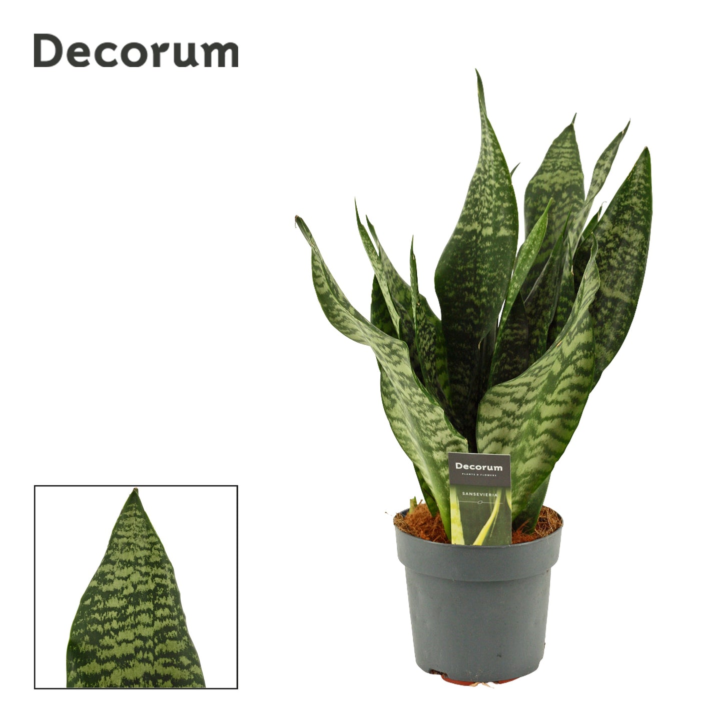 Sansevieria trifasciata 40cm 14cm Pot