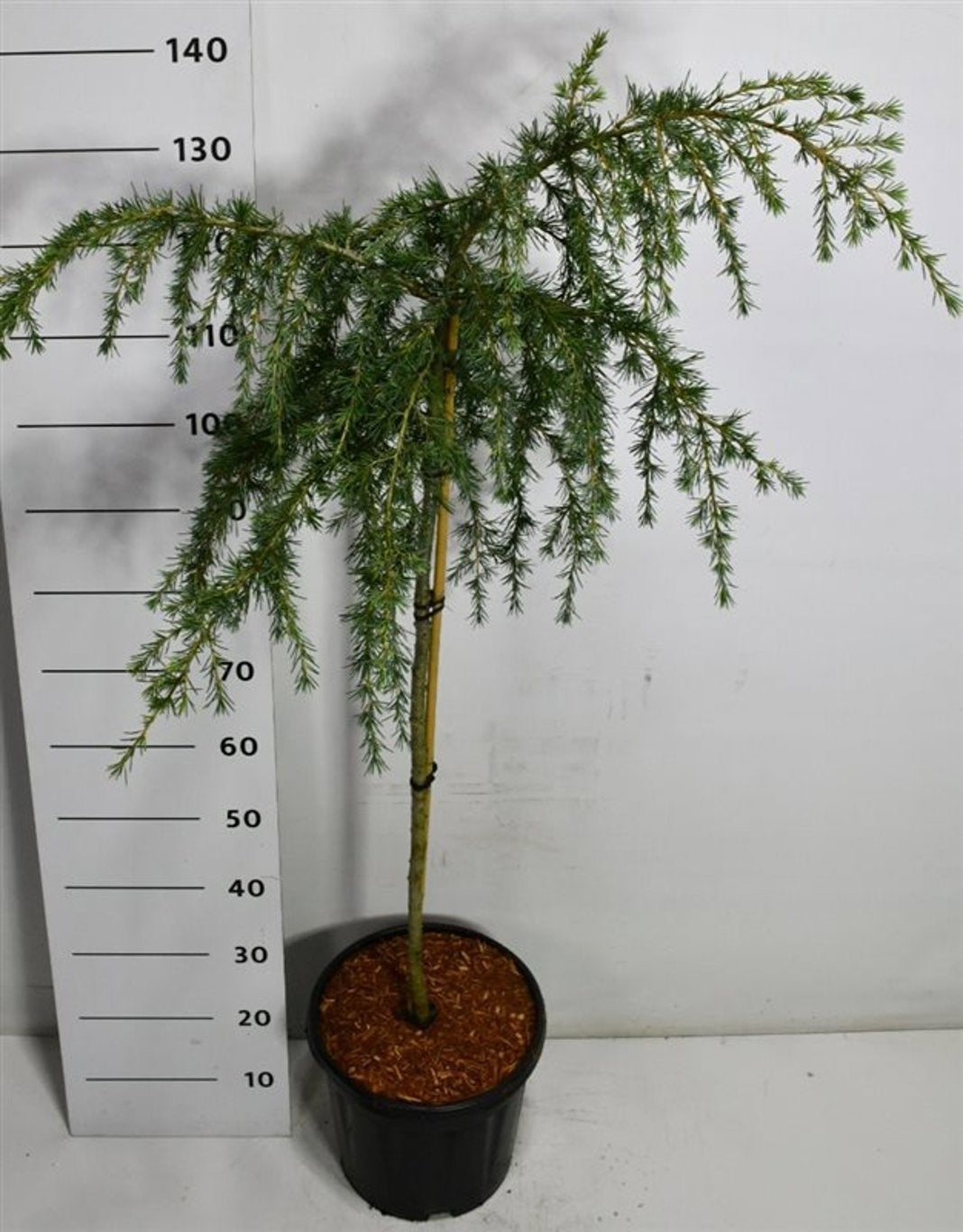 Cedrus deo. Feelin Blue 150cm 38cm Pot