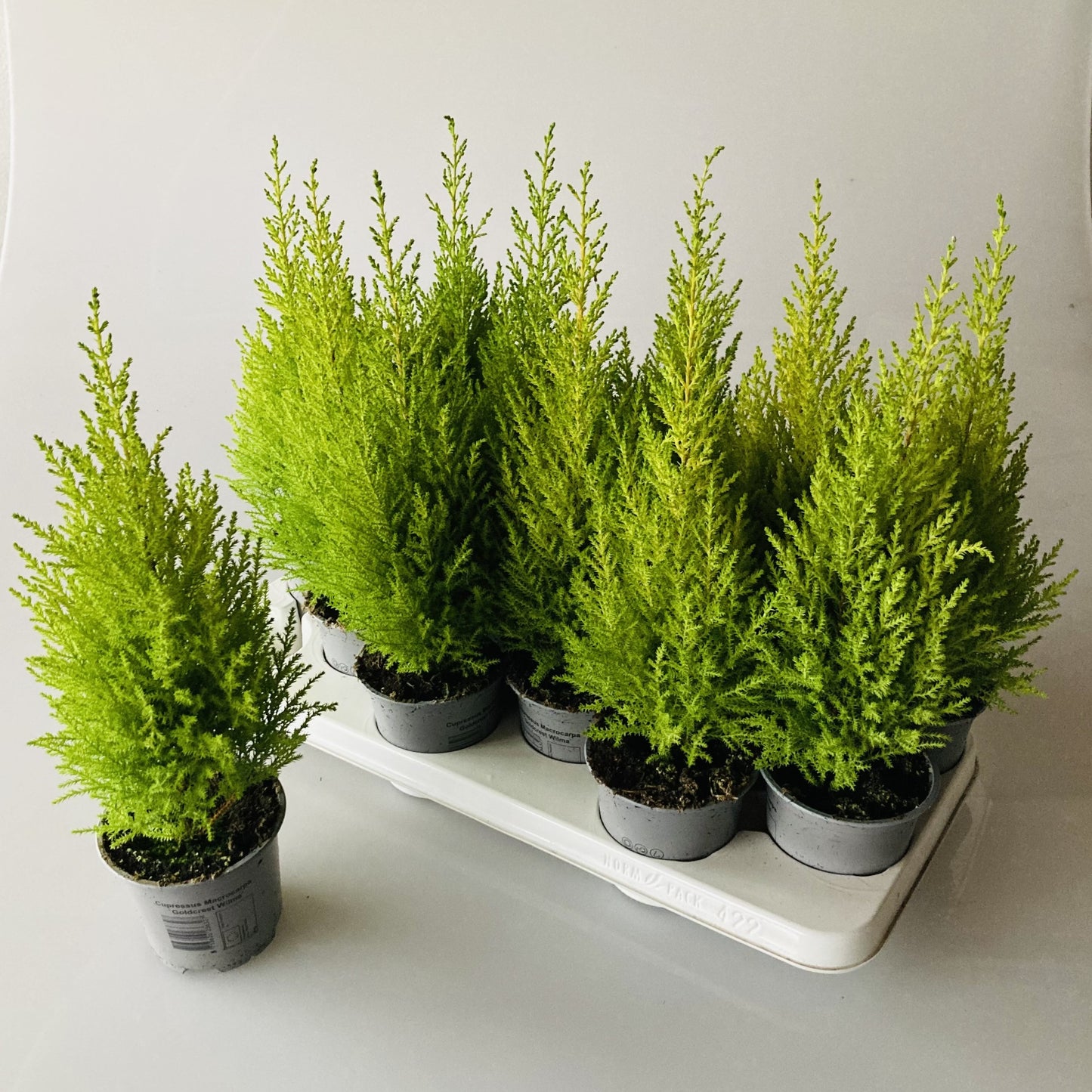 iPlants Wateringen Cupressus Goldcrest Wilma Pack of 12