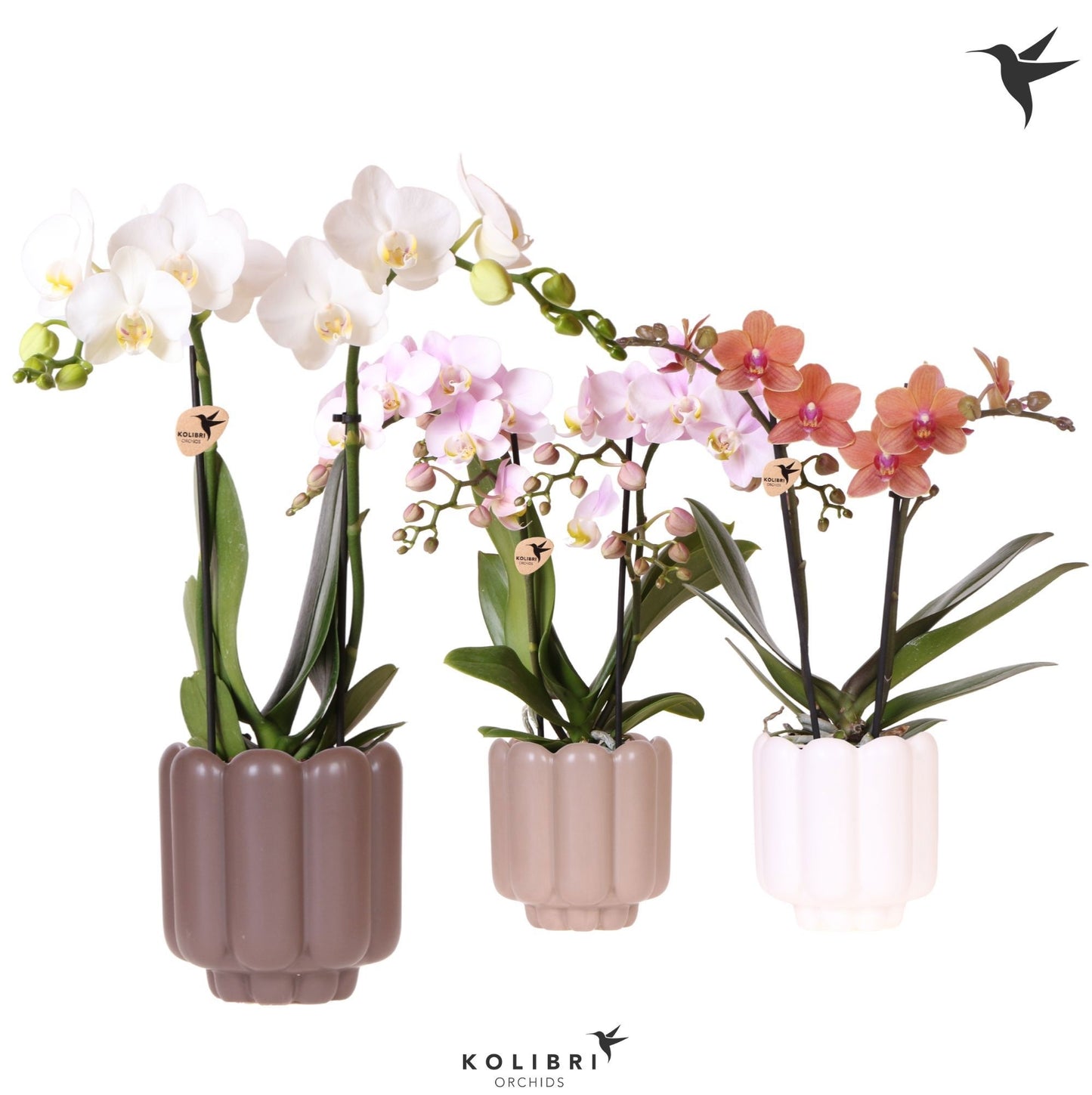 Phalaenopsis mix 40cm 9cm Pot