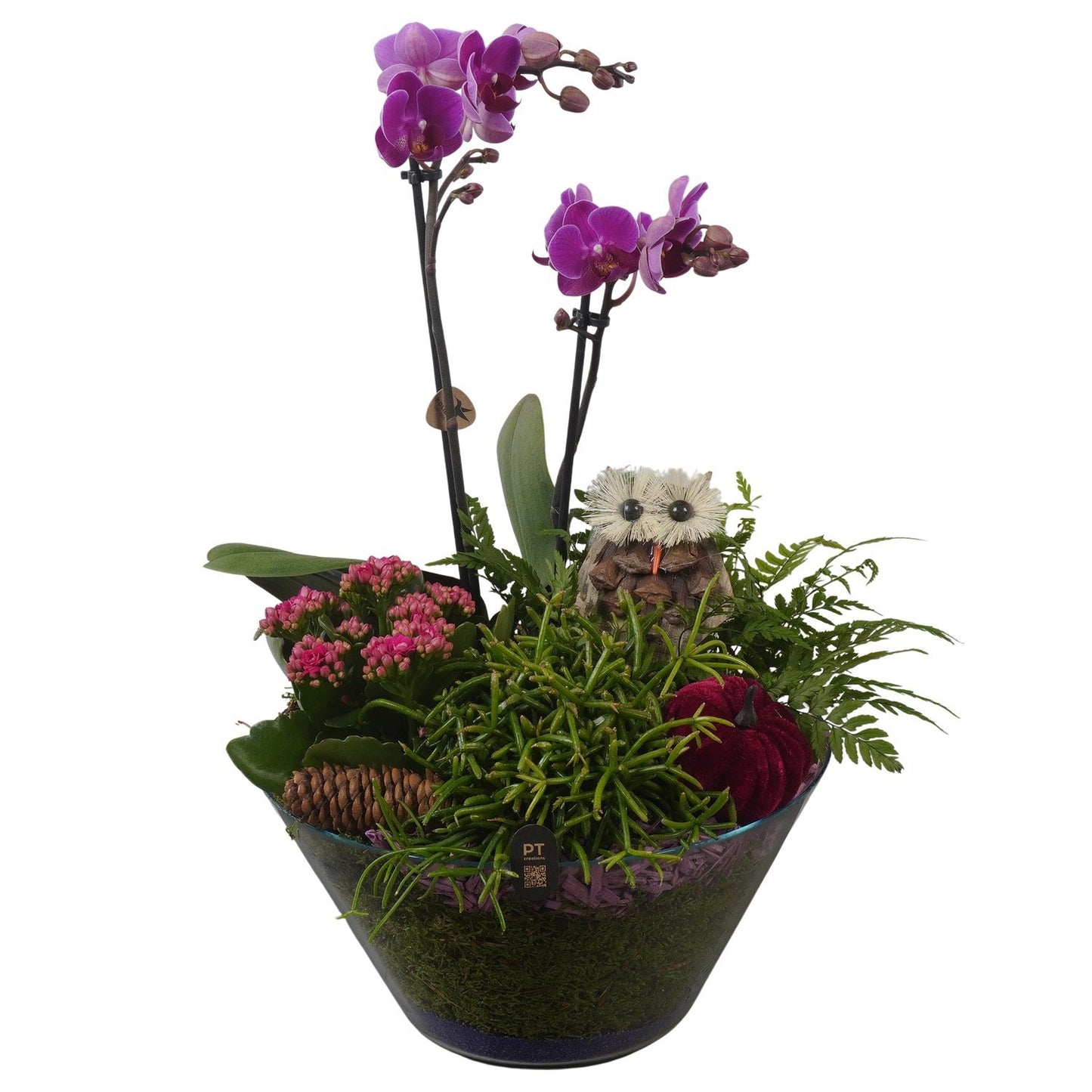 Indoor arrangement 47cm 25cm Pot