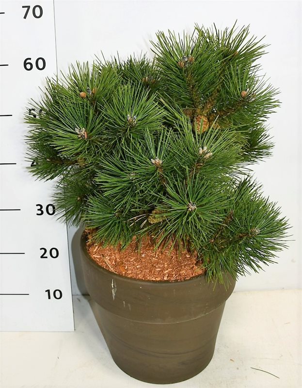 Pinus thunbergii Sayonara 50cm 35cm Pot