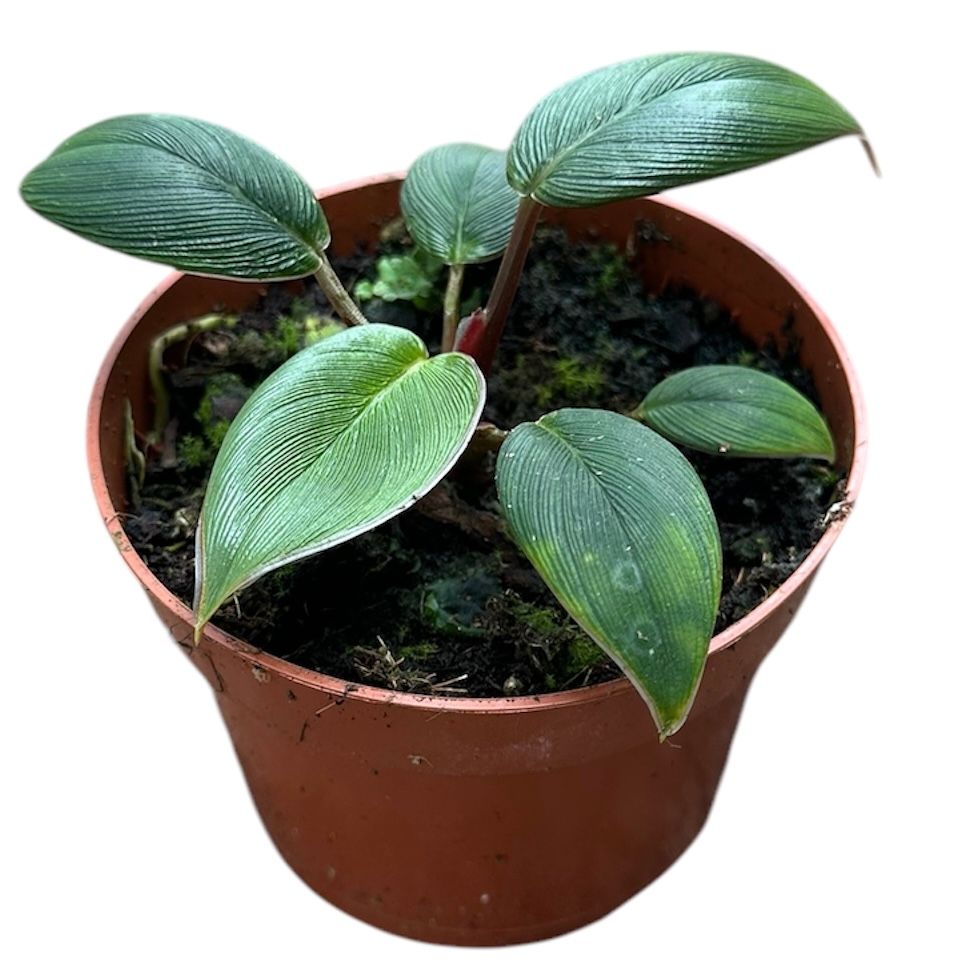 Homalomena wal. Camouflage 15cm 10.5cm Pot