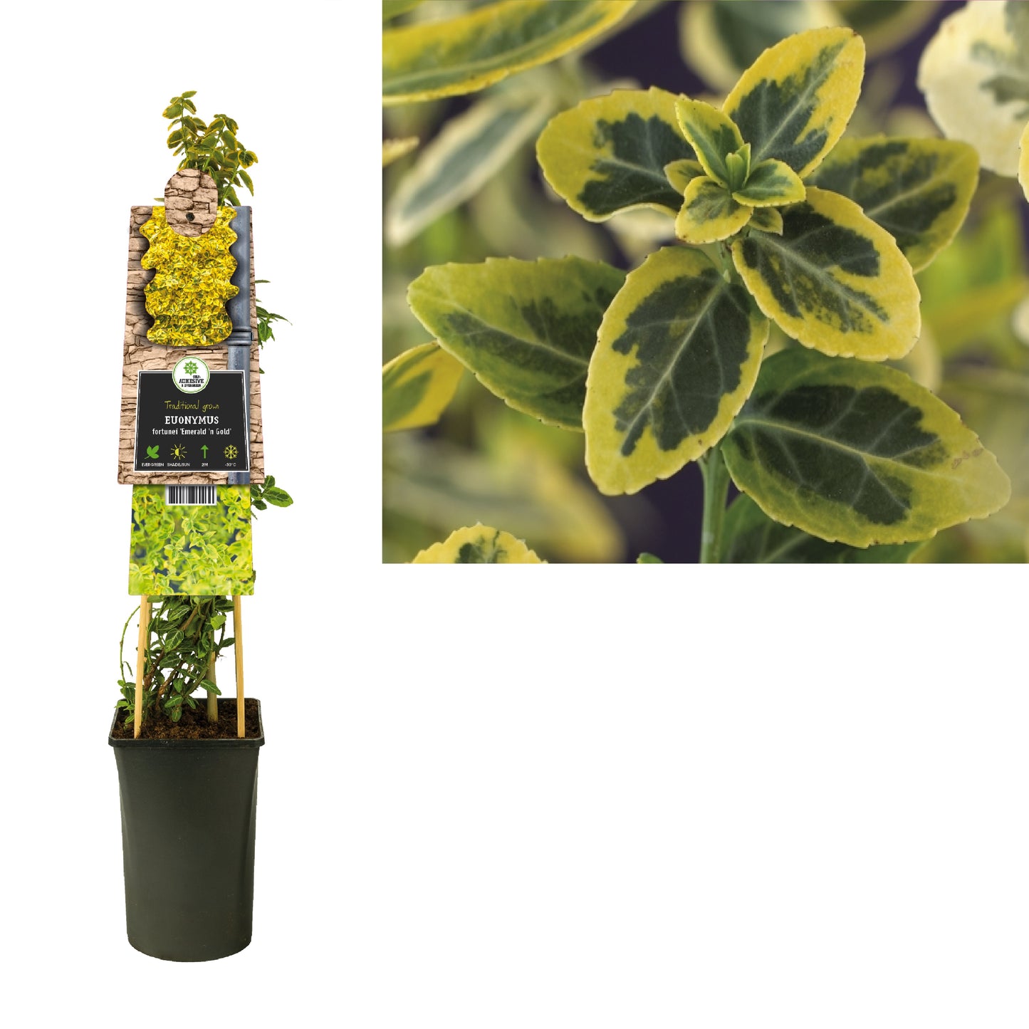Euonymus Emerald & Gold 75cm 17cm Pot