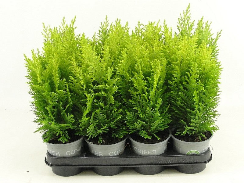 Chamaecyparis Ellwood's Empire 35cm 11cm Pot