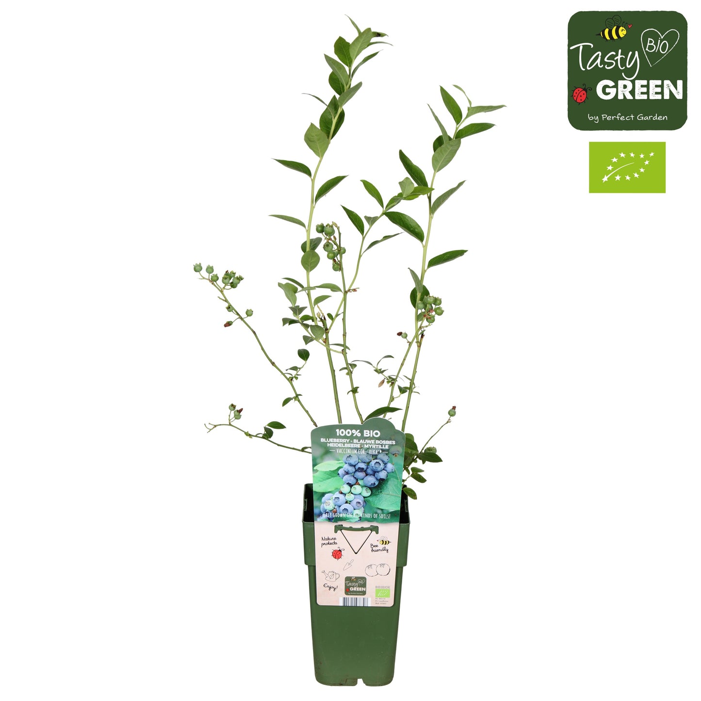 Vaccinium corymbosum ("Blueberry") 50cm 15cm Pot
