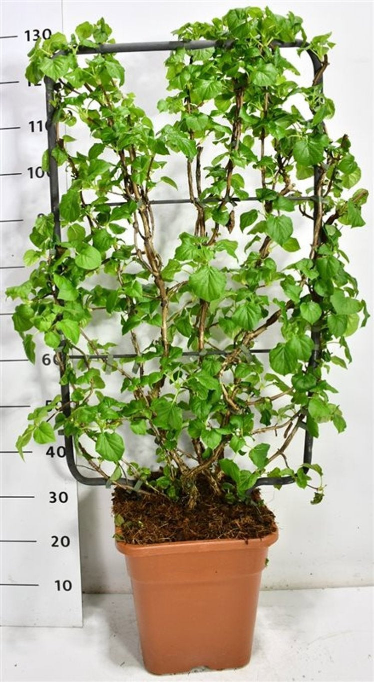 Hydrangea petiolaris 130cm 38cm Pot