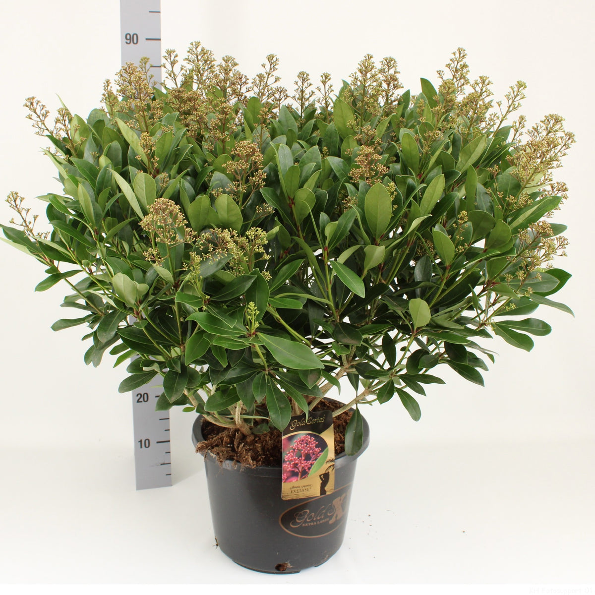 Skimmia japonica Exstase 70cm 31cm Pot