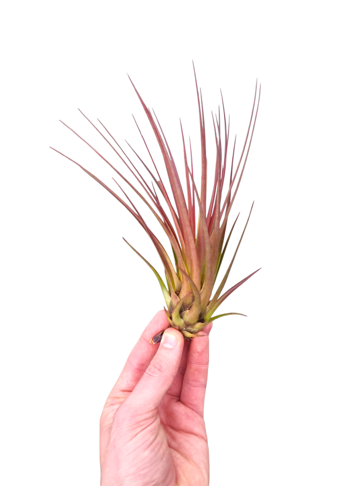 Tillandsia ionantha 20cm 12cm Pot