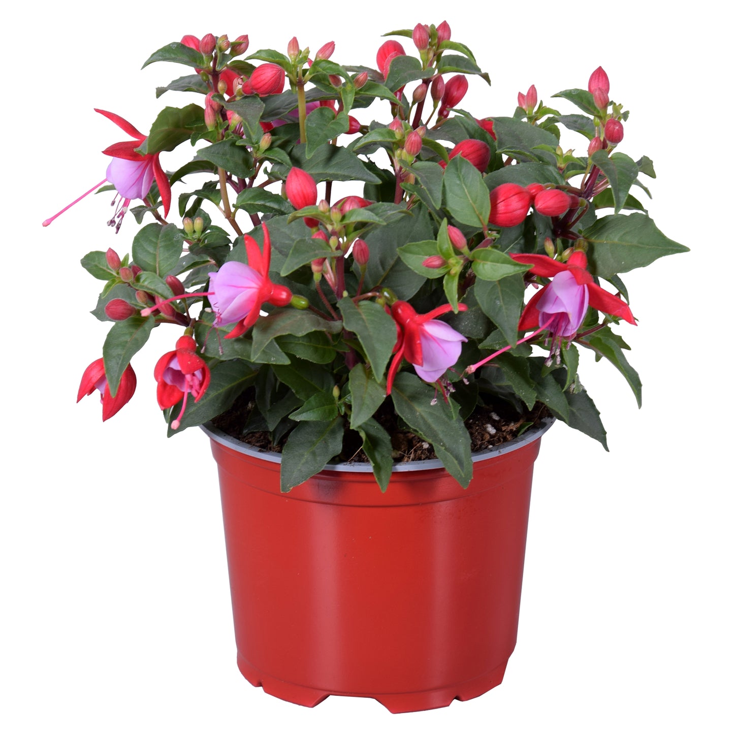 Fuchsia Bella Nikita 22cm 12cm Pot