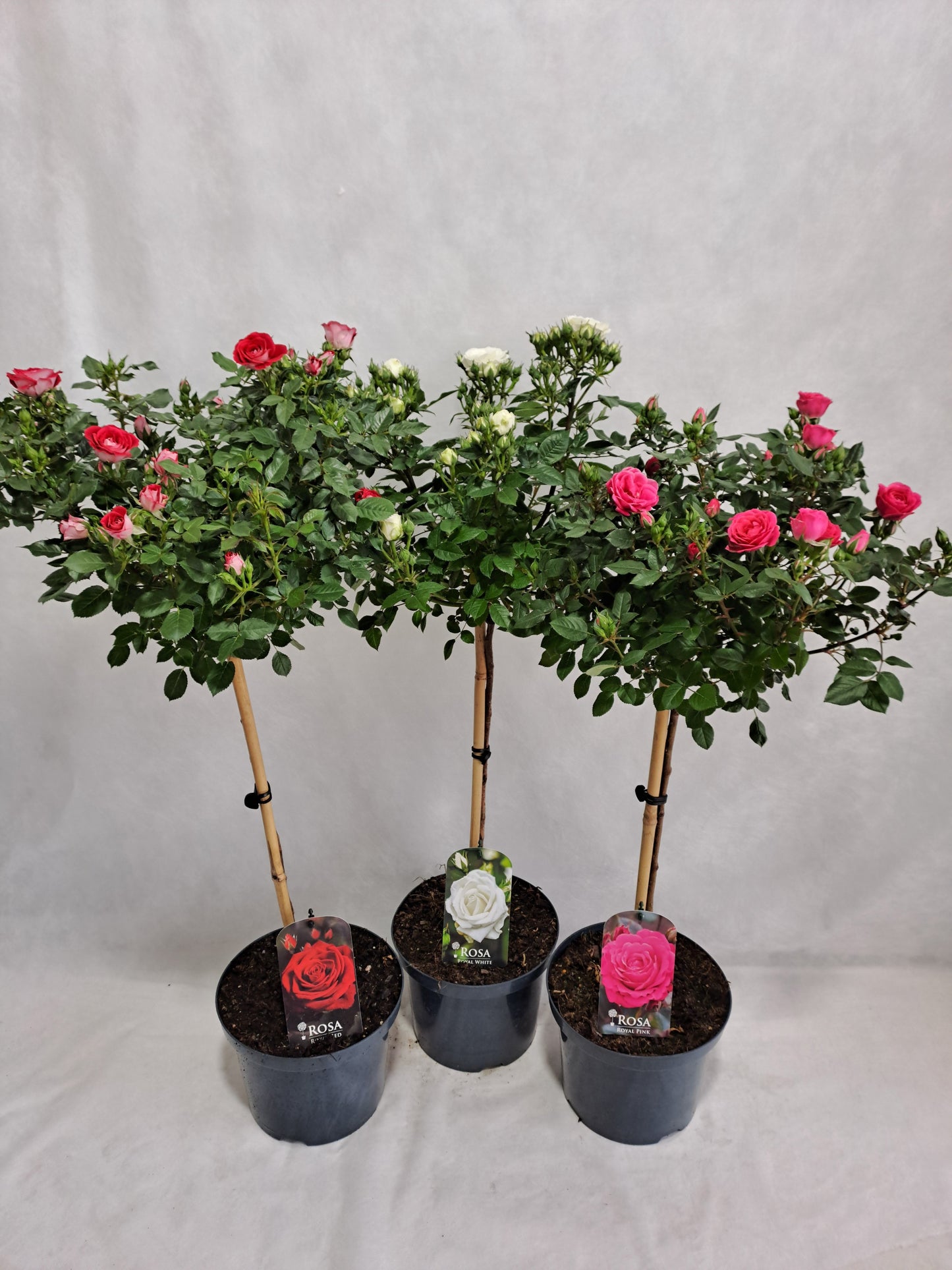 Roses standard mix 100cm 23cm Pot