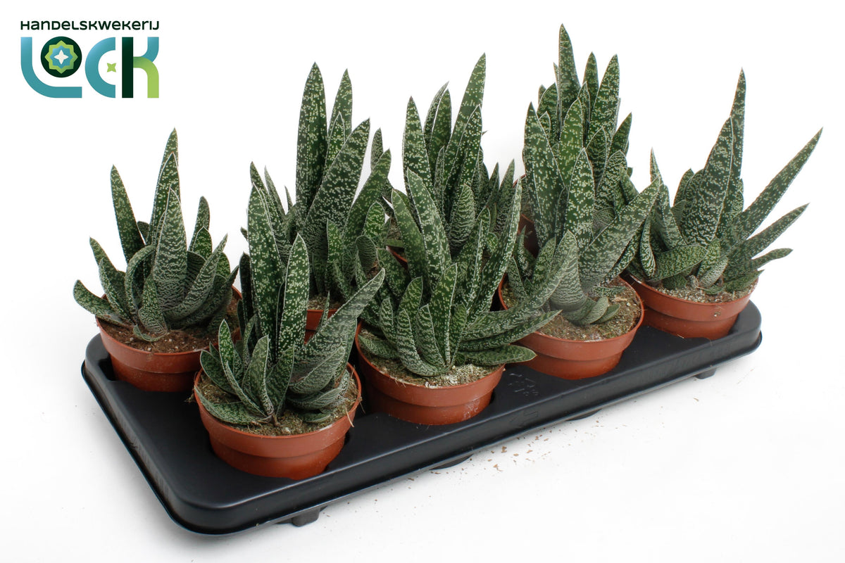 Gasteria 15cm 12cm Pot